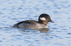 Bufflehead